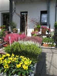 Zierpaprika, Carnea, Callunen und Eriken